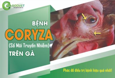 Bệnh Coryza (sổ mũi truyền nhiễm) trên gà