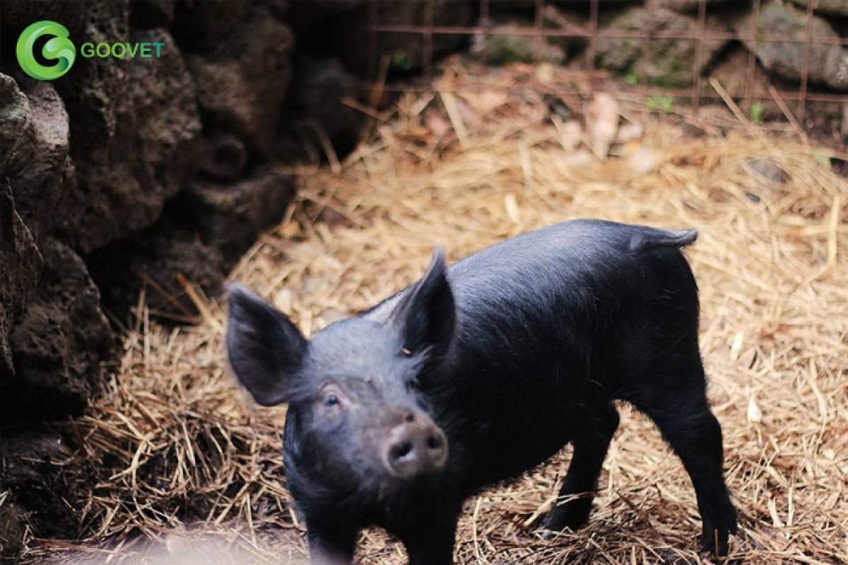 “Lợn đen” là lợn gì?
