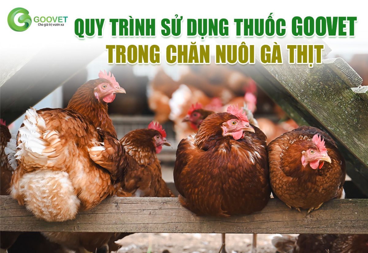 Quy tr&igrave;nh sử dụng thuốc GOOVET trong chăn nu&ocirc;i g&agrave; thịt