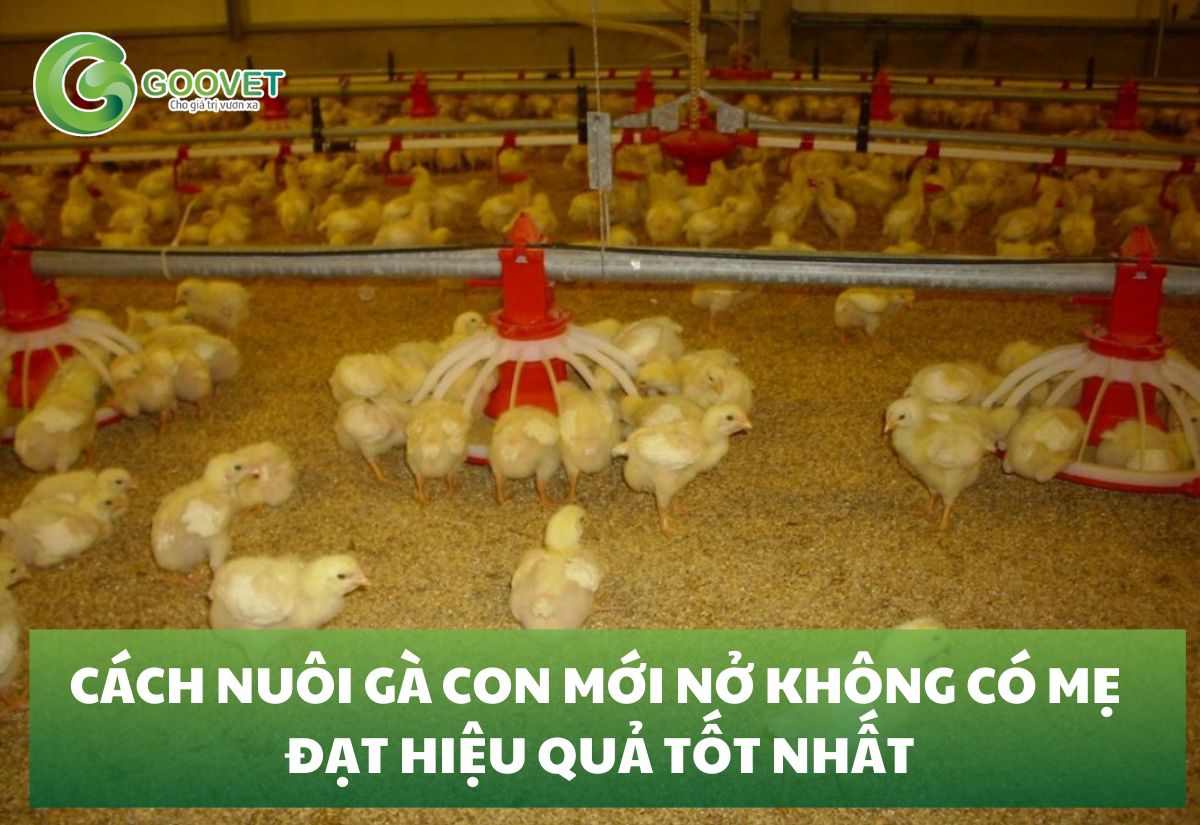 Cách nuôi gà con mới nở không có mẹ đạt hiệu quả tốt nhất