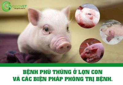 Bệnh phù thũng ở lợn con và các biện pháp phòng trị bệnh.