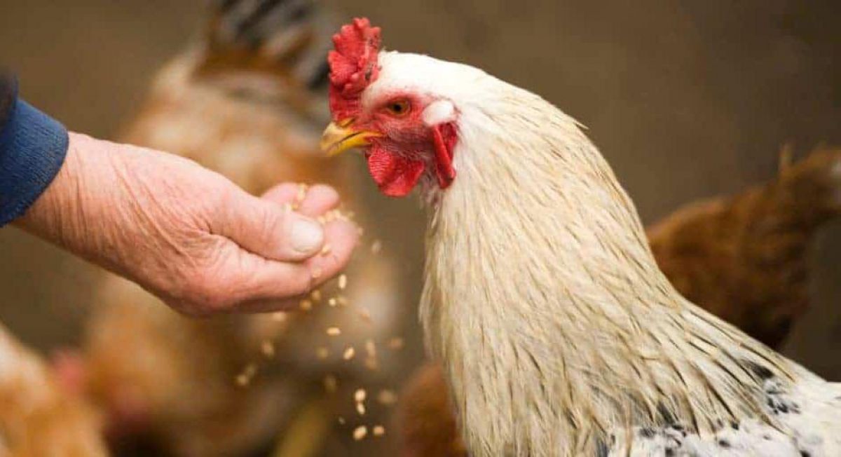 5 loại thuốc thú y cho gà thường được sử dụng nhất