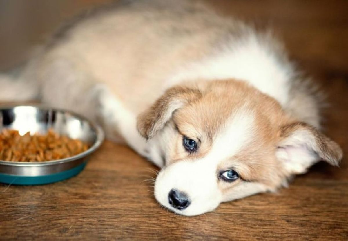 Nguyên nhân chó bỏ ăn, mệt mỏi, nằm một chỗ và cách điều trị hiệu quả nhất