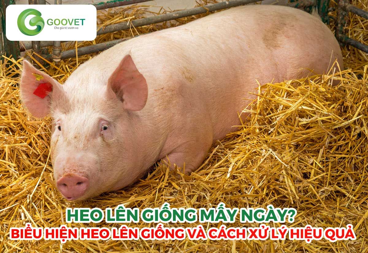Heo lên giống mấy ngày? Biểu hiện heo lên giống và cách xử lý hiệu quả