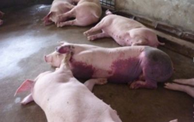 Bệnh tụ huyết trùng ở lợn và phác đồ điều trị