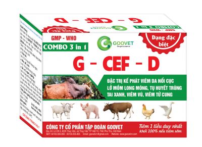 Điều trị bệnh viêm da nổi cục trên trâu bò hiệu quả với G- Cef - D