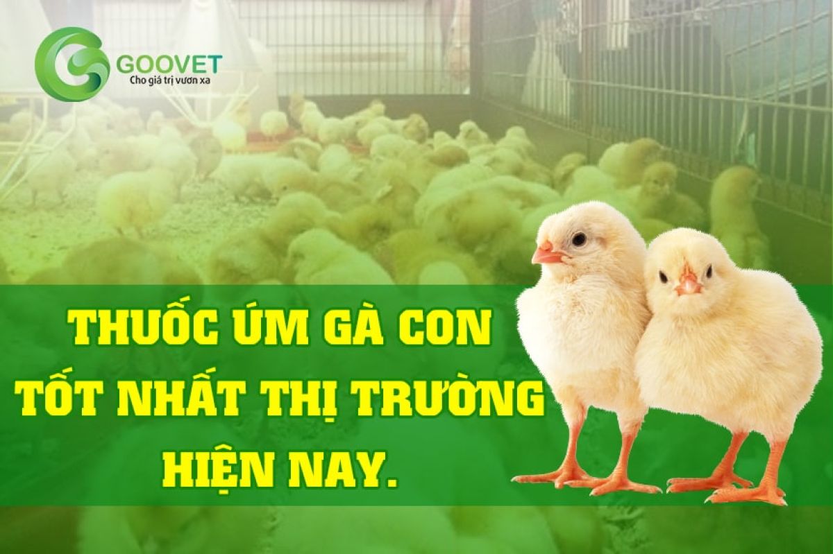 Thuốc úm gà con tốt nhất thị trường hiện nay