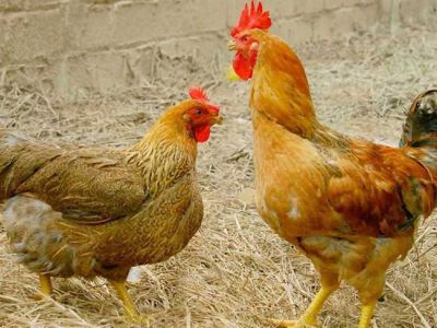 Bệnh viêm phế quản truyền nhiễm trên gà (IB - Infectious bronchitis)