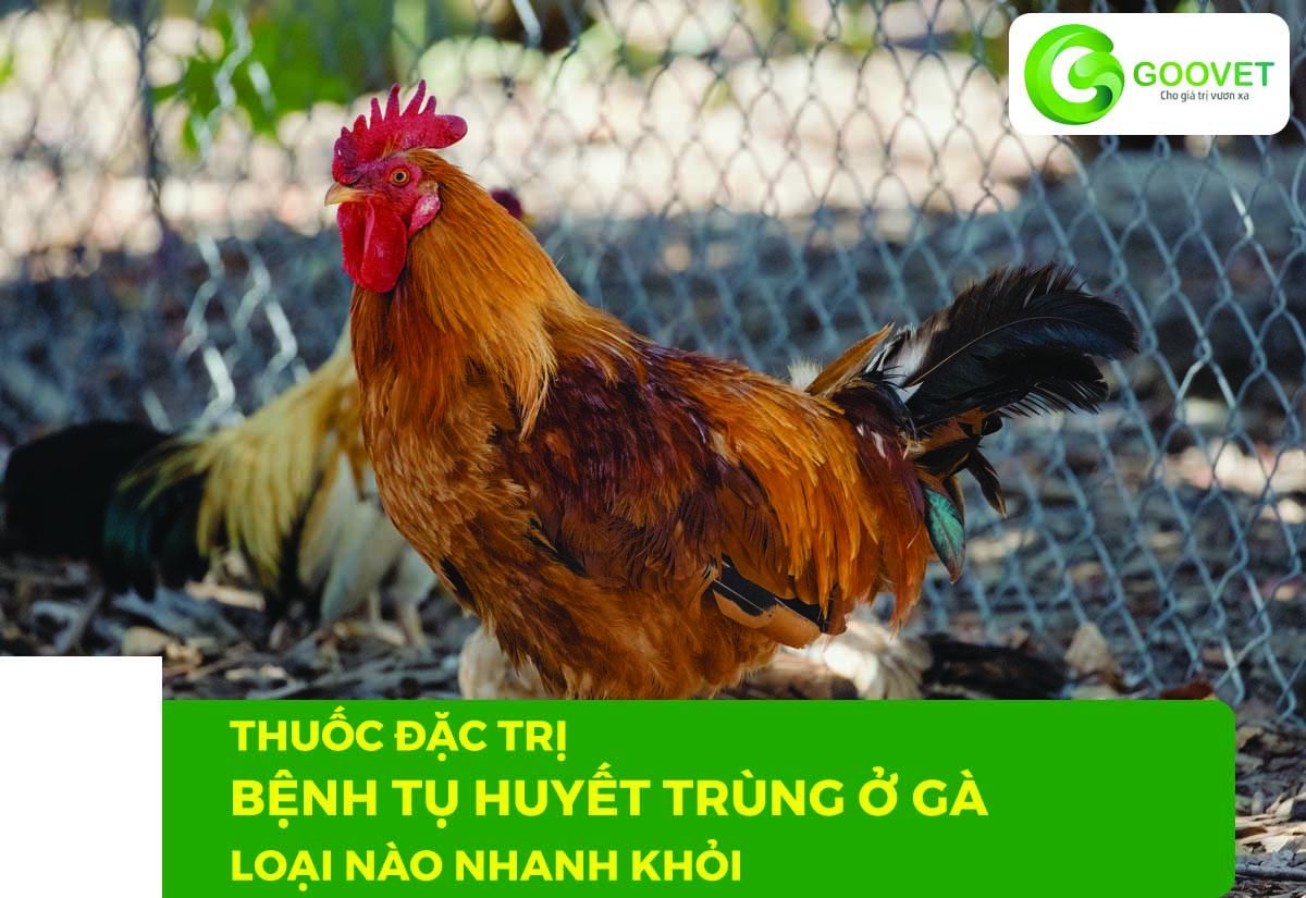 Thuốc đặc trị bệnh tụ huyết trùng ở gà loại nào nhanh khỏi