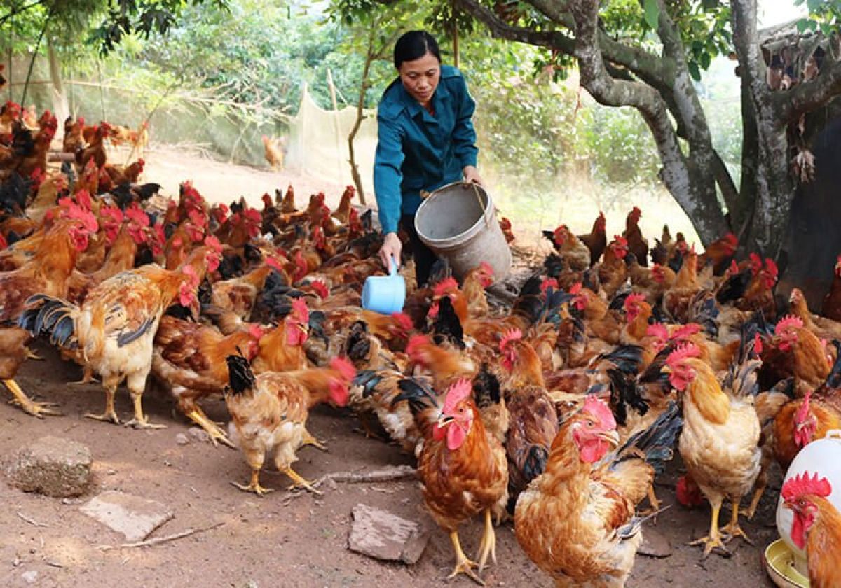 Kinh nghiệm nuôi gà thả vườn quy mô nhỏ từ 40 - 200 con