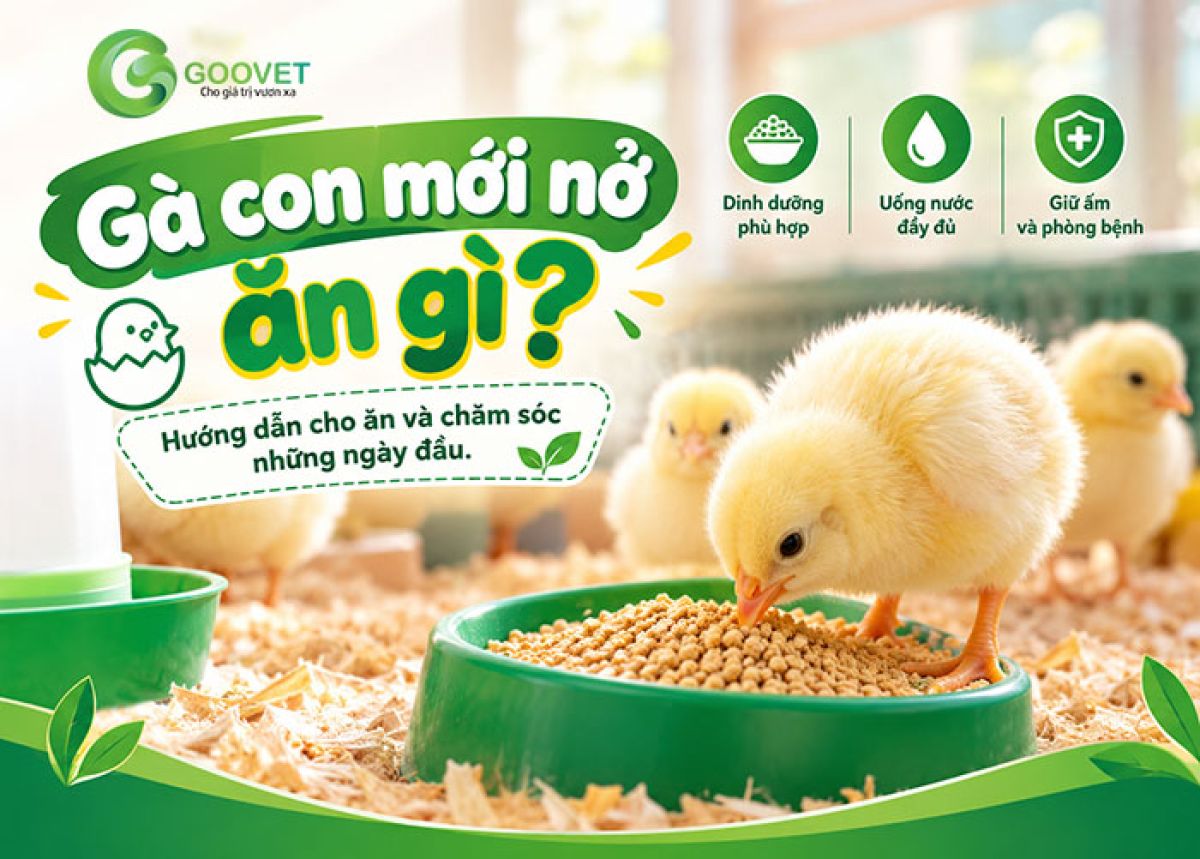 G&agrave; con mới nở ăn g&igrave;? Hướng dẫn cho ăn v&agrave; chăm s&oacute;c những ng&agrave;y đầu.
