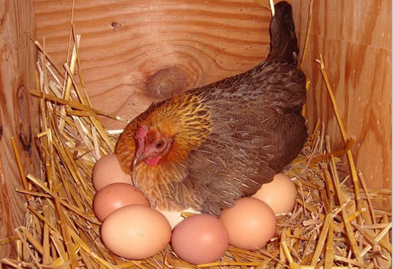 cách nuôi gà đẻ trứng đều