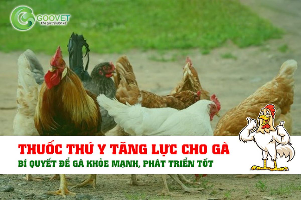 Thuốc thú y tăng lực cho gà: Bí quyết để gà khỏe mạnh, phát triển tốt