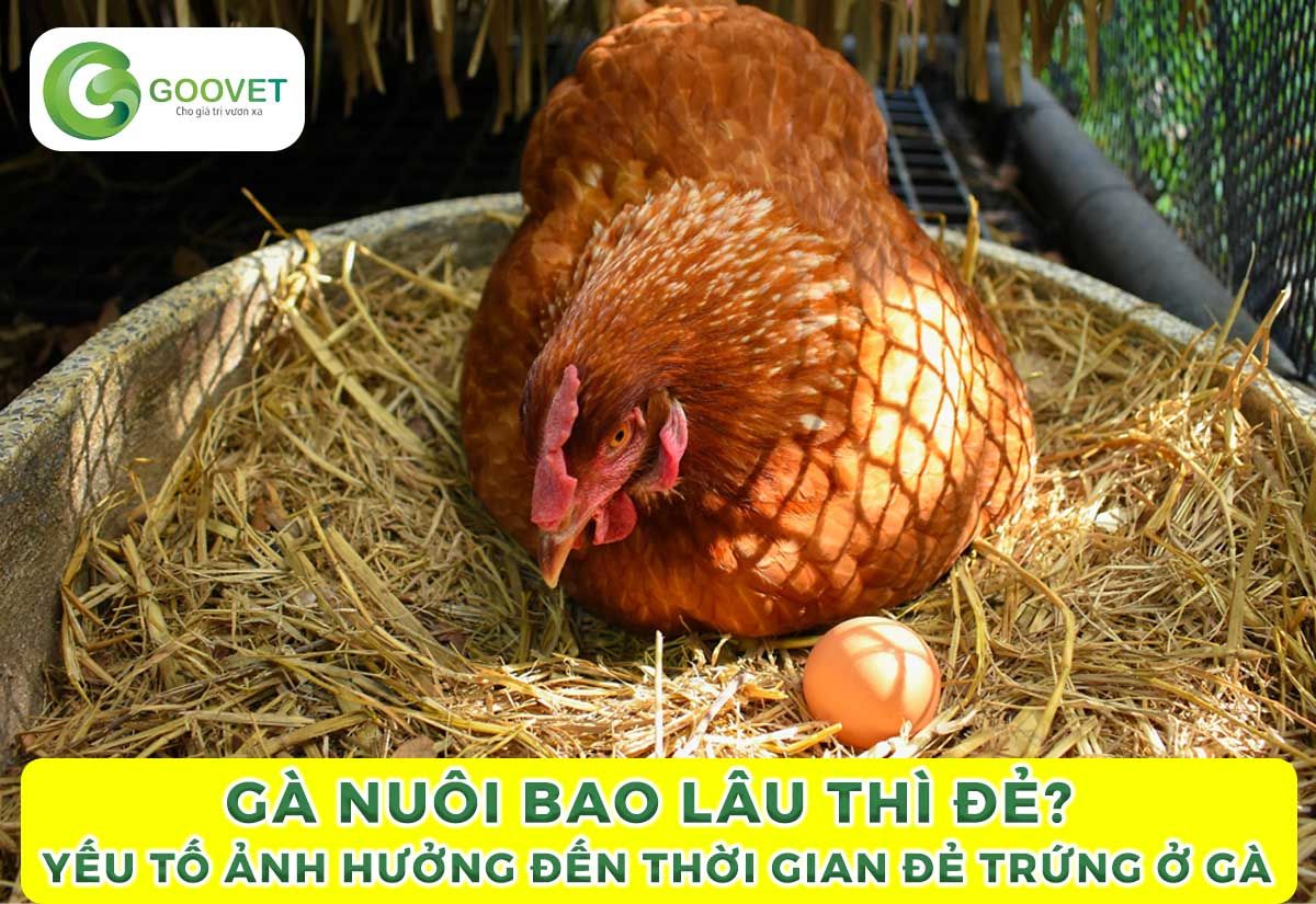 Gà nuôi bao lâu thì đẻ? Yếu tố ảnh hưởng đến thời gian đẻ trứng ở gà