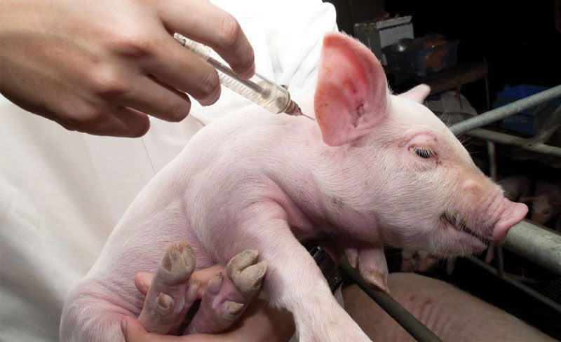 Công nghệ 11, Tiêm vaccine đầy đủ cho lợn