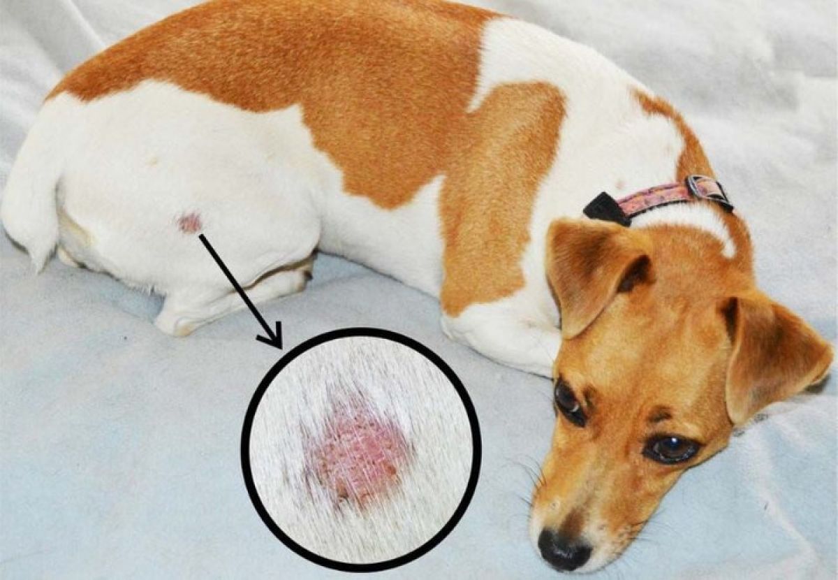 Chó bị nổi cục dưới da | Nguyên nhân và cách điều trị