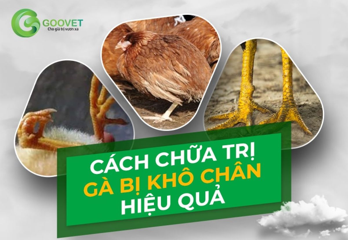 Cách chữa trị gà bị khô chân hiệu quả