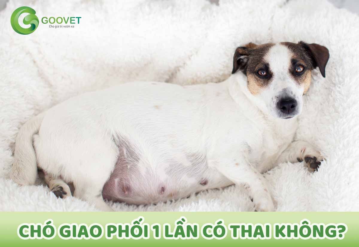 Chó giao phối 1 lần có thai không?