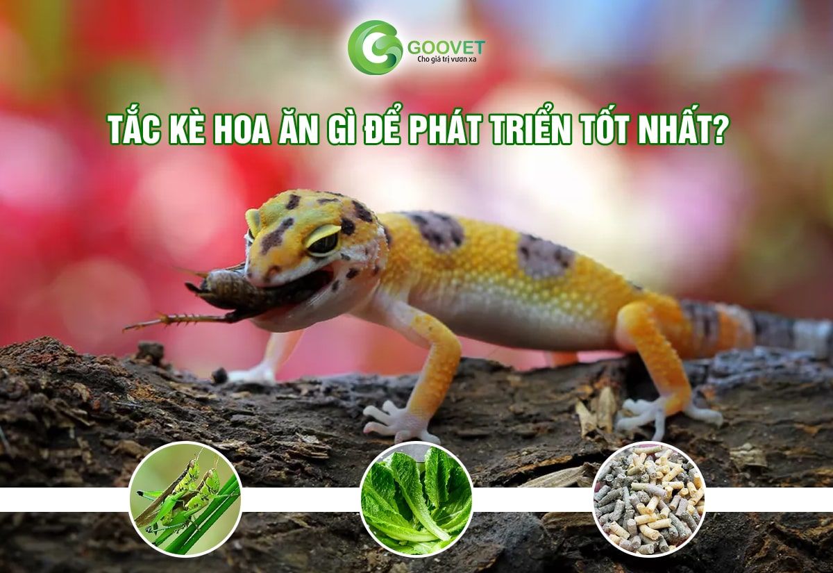 Tắc kè hoa ăn gì để phát triển tốt nhất?