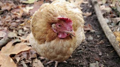 Bệnh nấm phổi ở gà và cách điều trị hiệu quả nhất