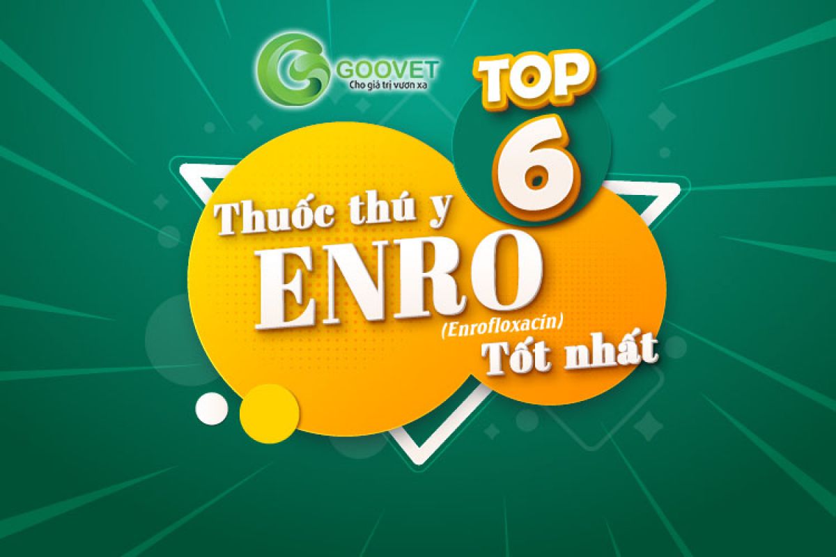 Thuốc thú y Enro (enrofloxacin) - Top 6 sản phẩm chất lượng nhất
