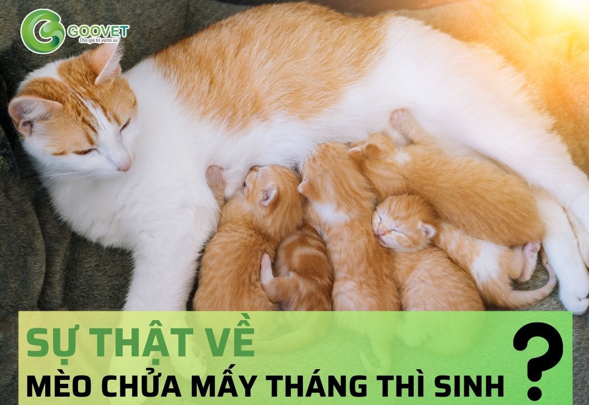 Sự thật về mèo chửa mấy tháng thì sinh?