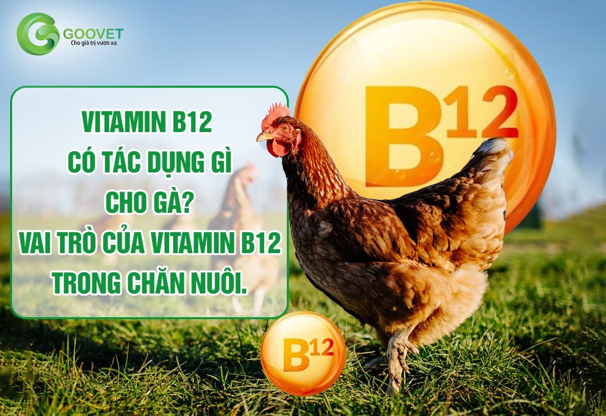 Vitamin B12 có tác dụng gì cho gà? Vai trò của vitamin B12 trong chăn nuôi.