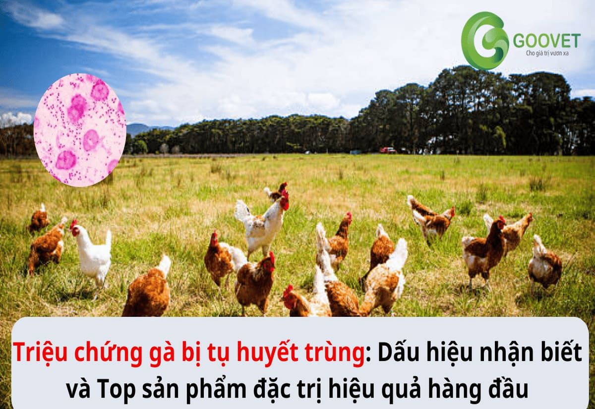 Triệu chứng gà bị tụ huyết trùng: Dấu hiệu nhận biết và Top sản phẩm đặc trị hiệu quả hàng đầu