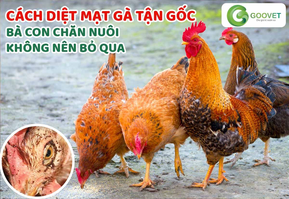 Cách diệt mạt gà tận gốc bà con chăn nuôi không nên bỏ qua