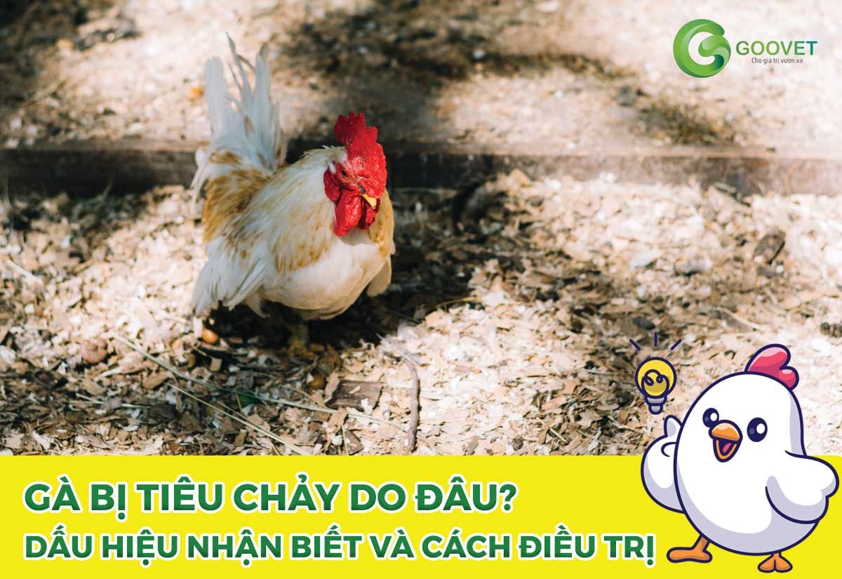 Gà bị tiêu chảy do đâu? Dấu hiệu nhận biết và cách điều trị