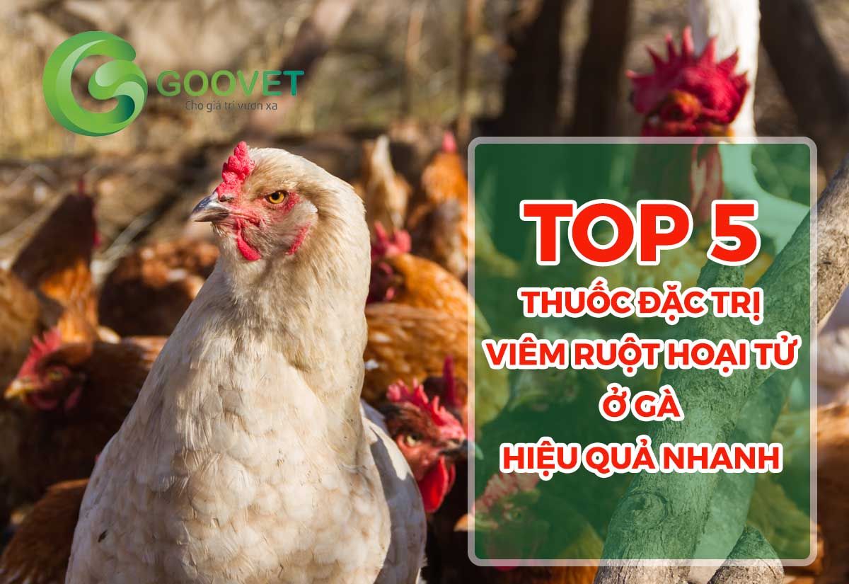 Top 5 thuốc đặc trị viêm ruột hoại tử ở gà hiệu quả nhanh