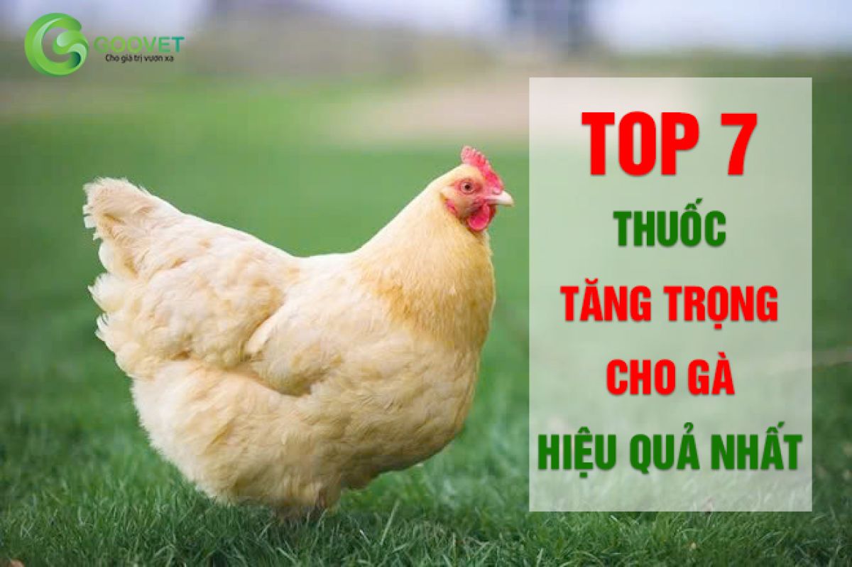 Top 7 thuốc tăng trọng cho gà hiệu quả nhất