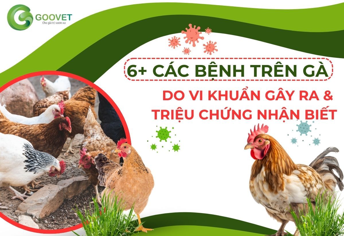 6+ Các bệnh trên gà do vi khuẩn gây ra và triệu chứng nhận biết